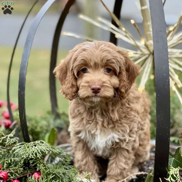 Harper, Cockapoo Puppy